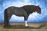 Horse Color:Black Appaloosa Rabicano 