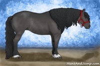Horse Color:Black Rabicano 