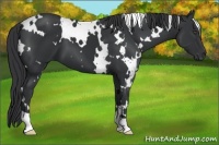 Horse Color:White Spotted Black