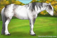 Horse Color:White Spotted Brown Rabicano 