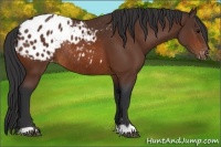 Horse Color:Bay Appaloosa Rabicano 