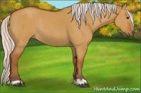 Horse Color:Silver Bay Dun Rabicano 