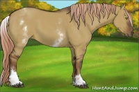 Horse Color:White Spotted Liver Red Dun 