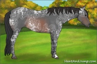 Horse Color:Brown Ice Roan Rabicano 