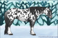 Horse Color:White Spotted Blue Roan Splash Frame Appaloosa 