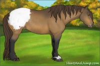 Horse Color:Buckskin Snowcap Rabicano 