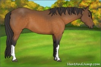 Horse Color:Buckskin 