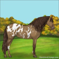 Horse Color:Liver Red Dun Appaloosa 