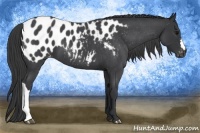 Horse Color:Blue Roan Near Leopard 