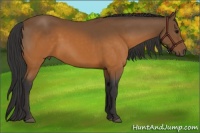 Horse Color:Buckskin 