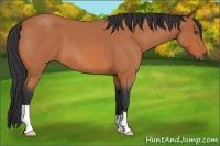 Horse Color:Bay Roan 