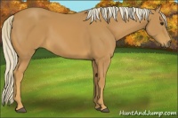 Horse Color:Palomino