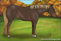Horse Color:Liver Chestnut