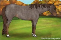 Horse Color:Liver Red Roan