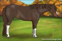 Horse Color:Liver Chestnut 