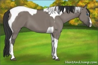 Horse Color:Grullo Splash Tobiano 