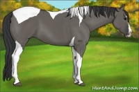 Horse Color:Grullo Splash Tobiano 