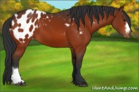 Horse Color:Bay Appaloosa 