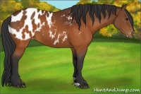 Horse Color:Brown Appaloosa 