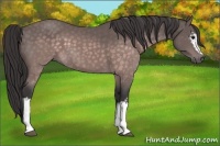 Horse Color:Platinum White Spotted Buckskin 
