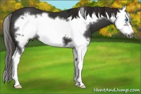 Horse Color:Liver Chestnut Splash Frame 