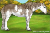 Horse Color:Liver Chestnut Sabino Splash Appaloosa 