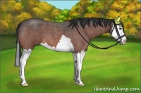 Horse Color:Bay Roan Splash