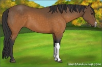 Horse Color:Buckskin 