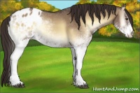 Horse Color:White Spotted Liver Red Dun Onyx Appaloosa 