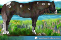 Horse Color:Midnight Chocolate Buckskin Onyx Splash Tobiano Brindle