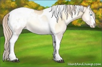 Horse Color:Palomino Pearl Onyx Splash Tobiano Appaloosa 