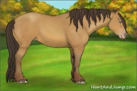 Horse Color:Sable Champagne 