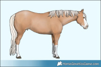 Horse Color:Silver Black Pearl Splash