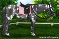 Horse Color:White Spotted Black 