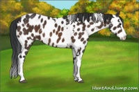 Horse Color:White Spotted Brown Sabino Splash Appaloosa 