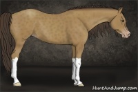 Horse Color:Classic Champagne 