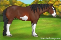Horse Color:Bay Splash Frame 