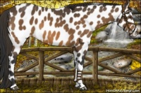 Horse Color:Buckskin Leopard 