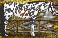 Horse Color:Brown Roan Appaloosa