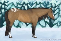 Horse Color:Bay Dun Sabino Appaloosa 