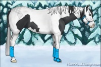 Horse Color:Black Splash Tobiano