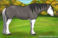 Horse Color:Grullo Splash 