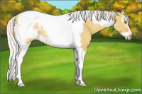 Horse Color:Silver Classic Champagne Roan Dun Splash Tobiano Frame Appaloosa Rabicano 