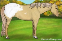 Horse Color:Chocolate Palomino Roan Dun Appaloosa 