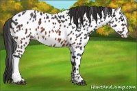 Horse Color:Brown Appaloosa 