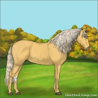 Horse Color:Palomino