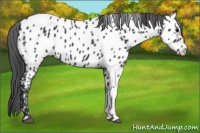 Horse Color:Blue Roan Appaloosa 