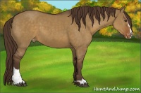 Horse Color:Liver Red Dun Sabino Varnish 