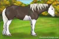 Horse Color:Liver Chestnut Splash 
