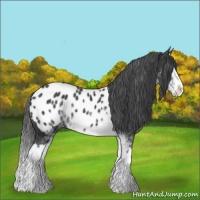 Horse Color:Black Sabino Splash Appaloosa